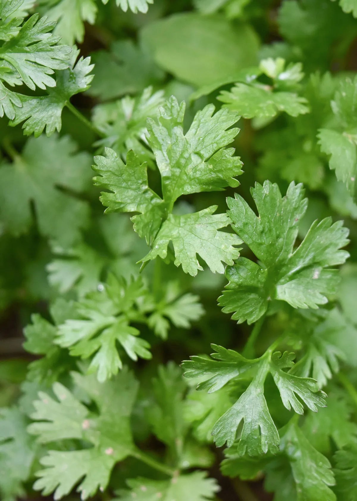 CORIANDER FLAT LEAF SEEDS | HERBOO - OTHERLETTERS