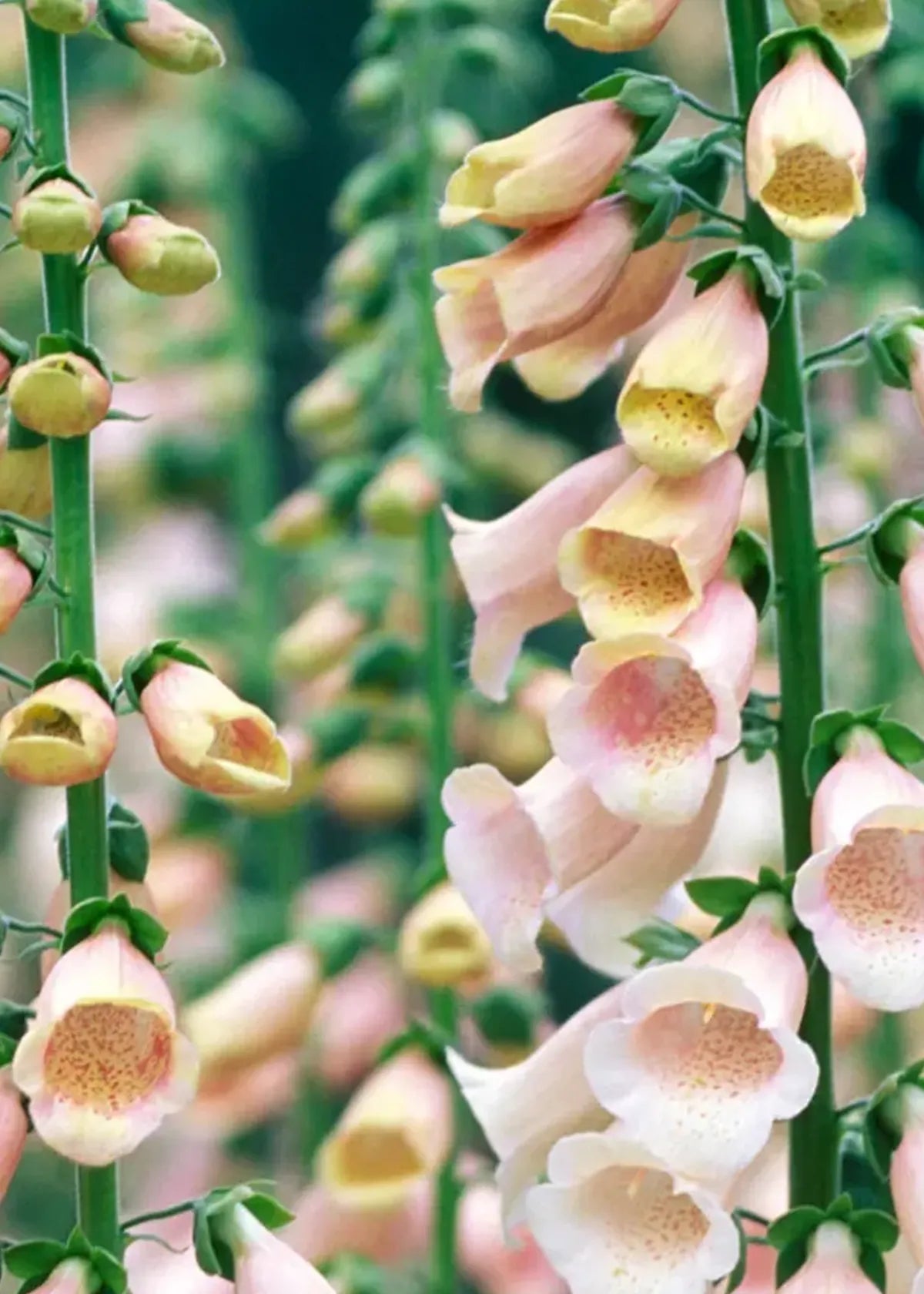 FOXGLOVE APRICOT SEEDS | HERBOO - OTHERLETTERS