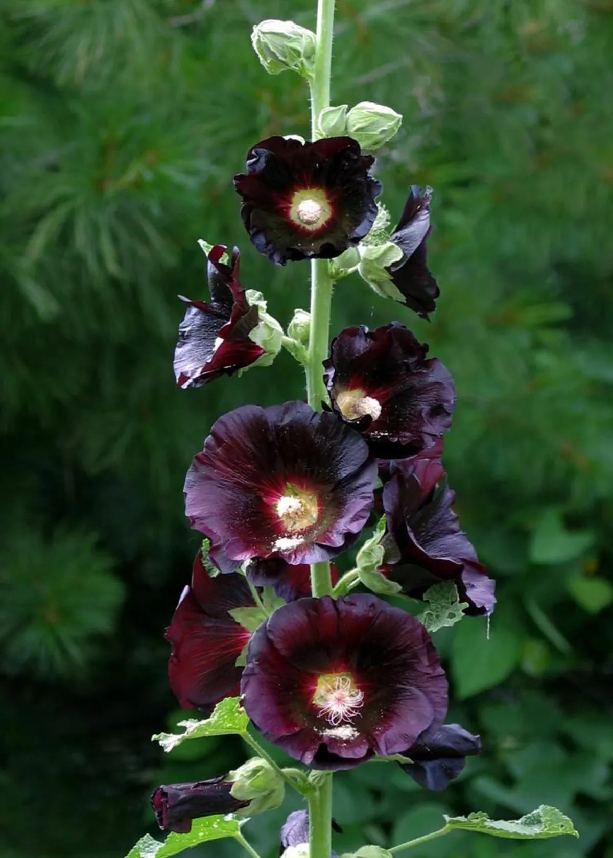 HOLLYHOCK NIGRA SEEDS | HERBOO - OTHERLETTERS