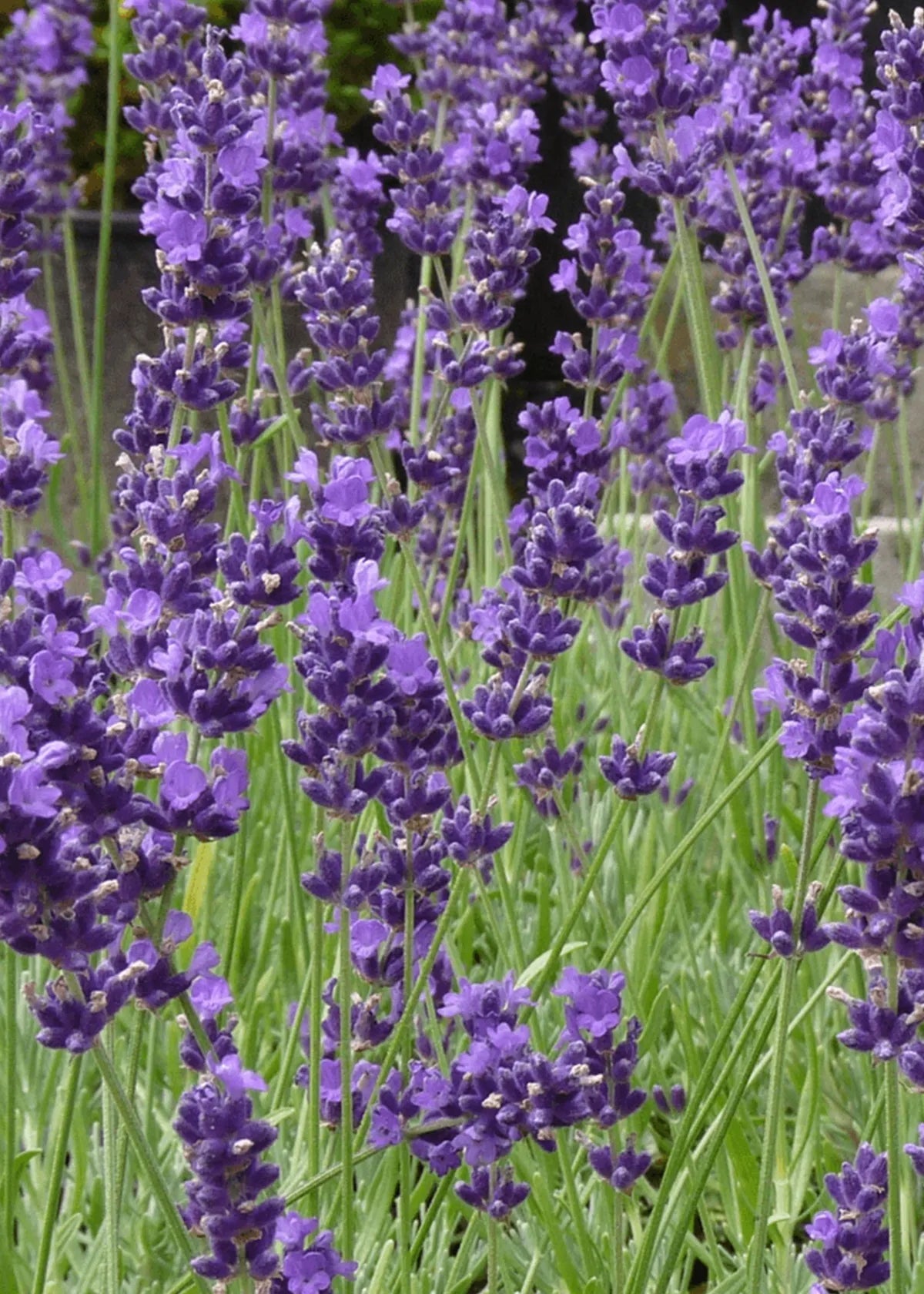 LAVENDER MUNSTEAD DWARF SEEDS | HERBOO - OTHERLETTERS