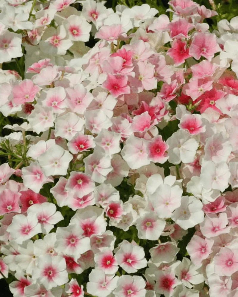 LOVE SEED SET SET | HERBOO - OTHERLETTERS