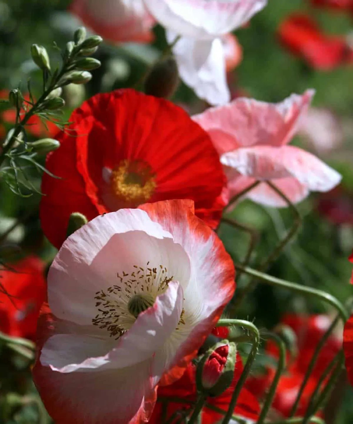 POPPY FALLING IN LOVE SEEDS | HERBOO - OTHERLETTERS