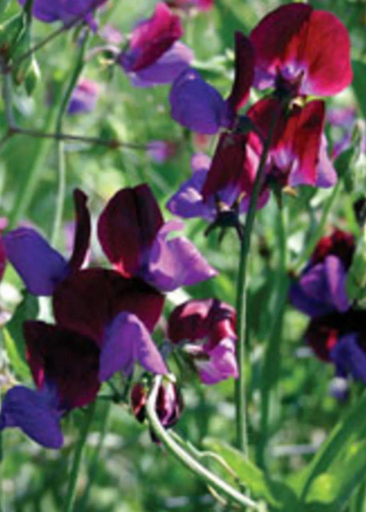 SWEET PEA MATUCANA SEEDS | HERBOO - OTHERLETTERS
