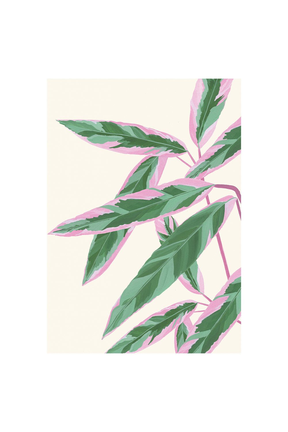 CALATHEA TRIOSTAR | CARD BY STENGUN DRAWINGS - OTHERLETTERS
