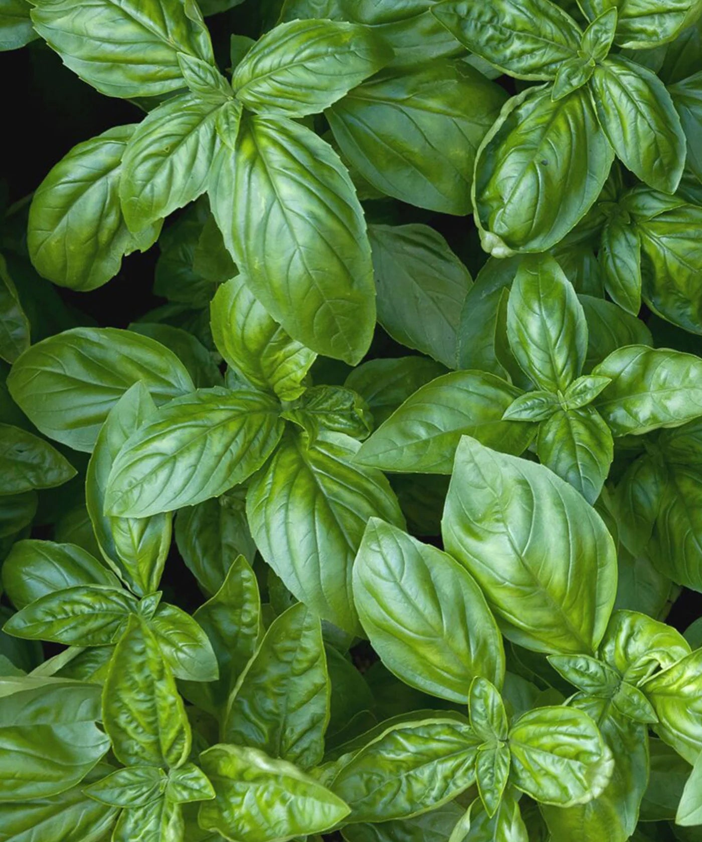 COCKTAIL SEED SET | SEEDS BY HERBOO - OTHERLETTERS