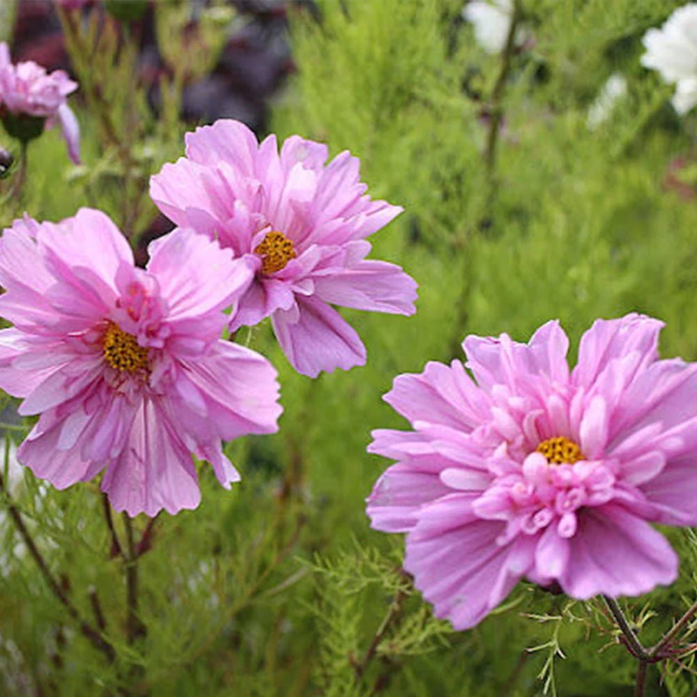 FLOWER POSY SEED SET | HERBOO - OTHERLETTERS