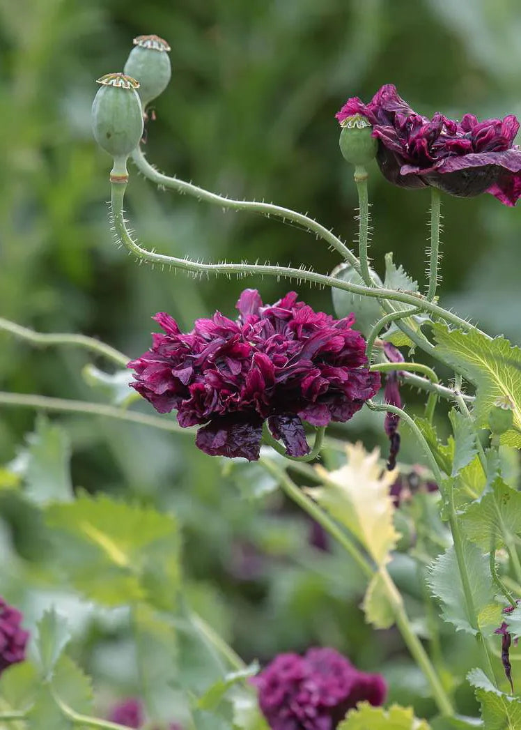 POPPY BLACK PEONY SEEDS | HERBOO