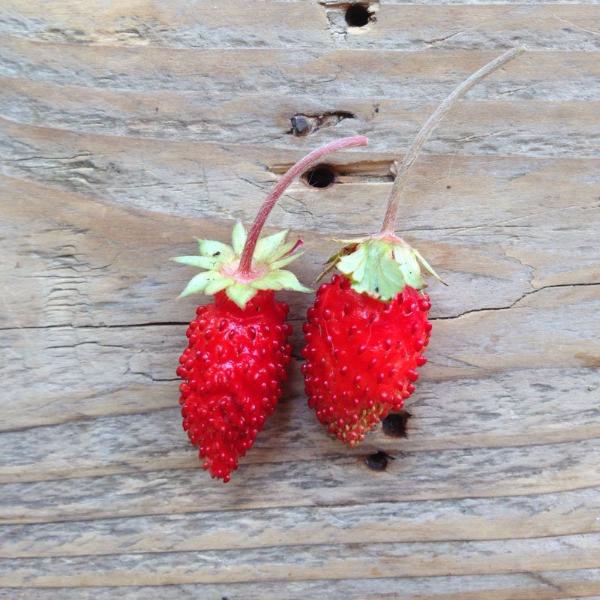 ALPINE STRAWBERRY BARON VON SOLEMACHER SEEDS - OTHERLETTERS
