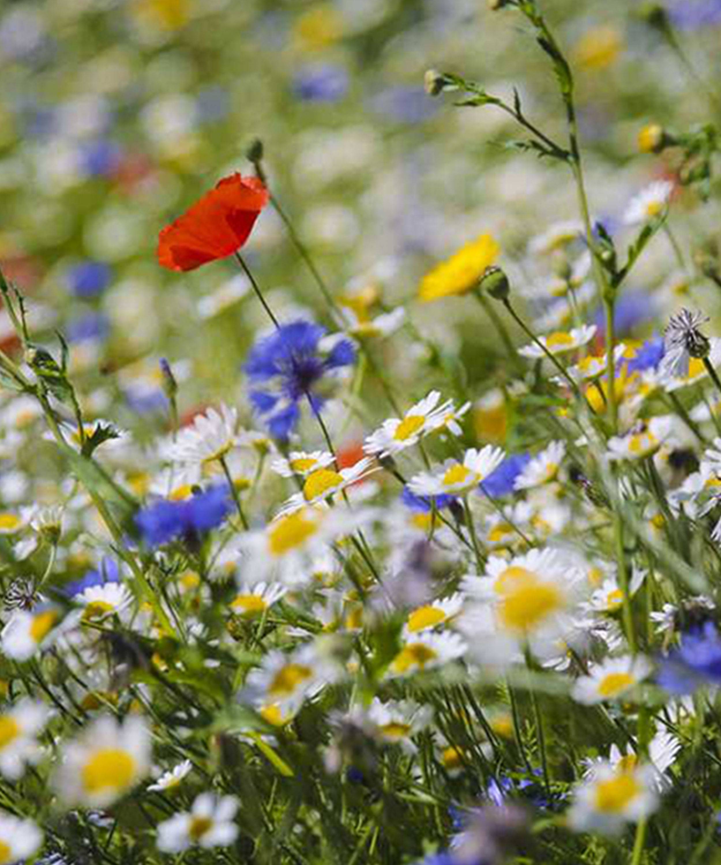 WILD FLOWER (BUTTERFLY + BEES) SEEDS BY HERBOO