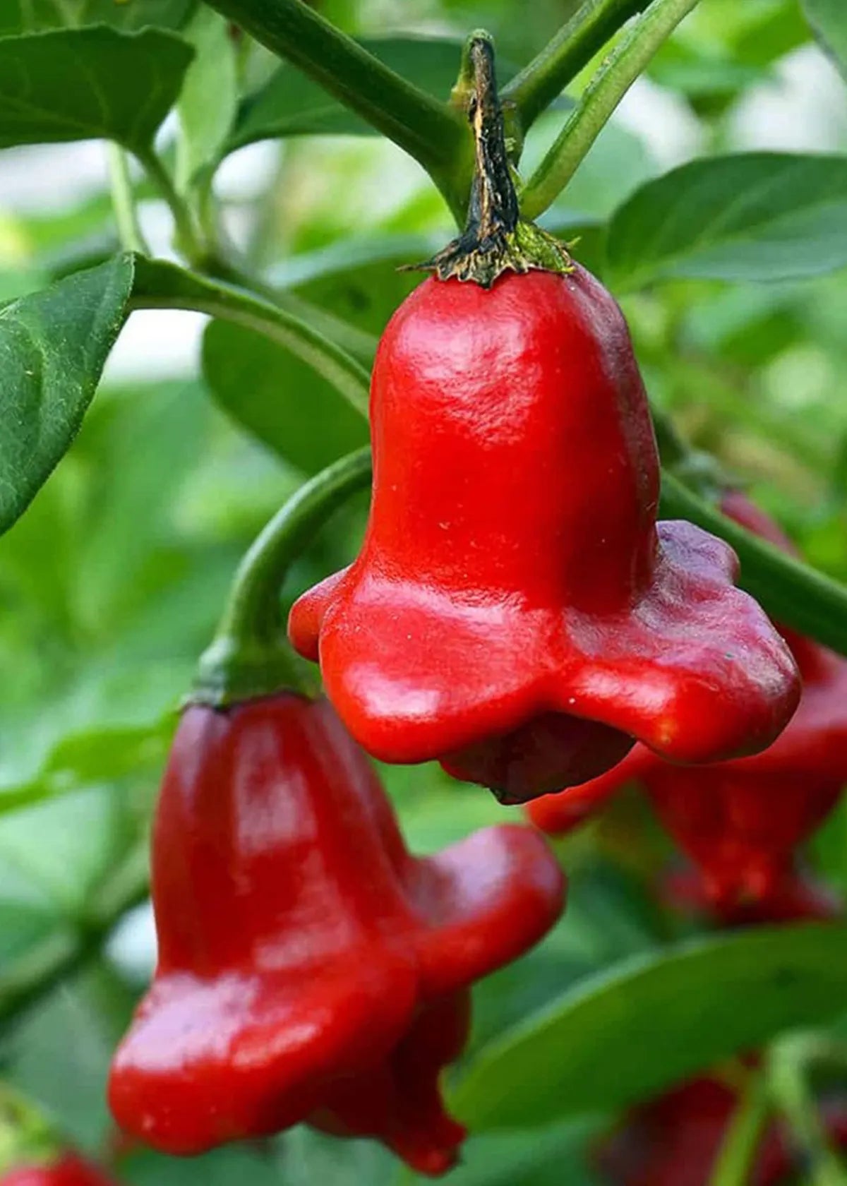 CHILLI PEPPER BISHOP'S CROWN SEEDS | HERBOO - OTHERLETTERS