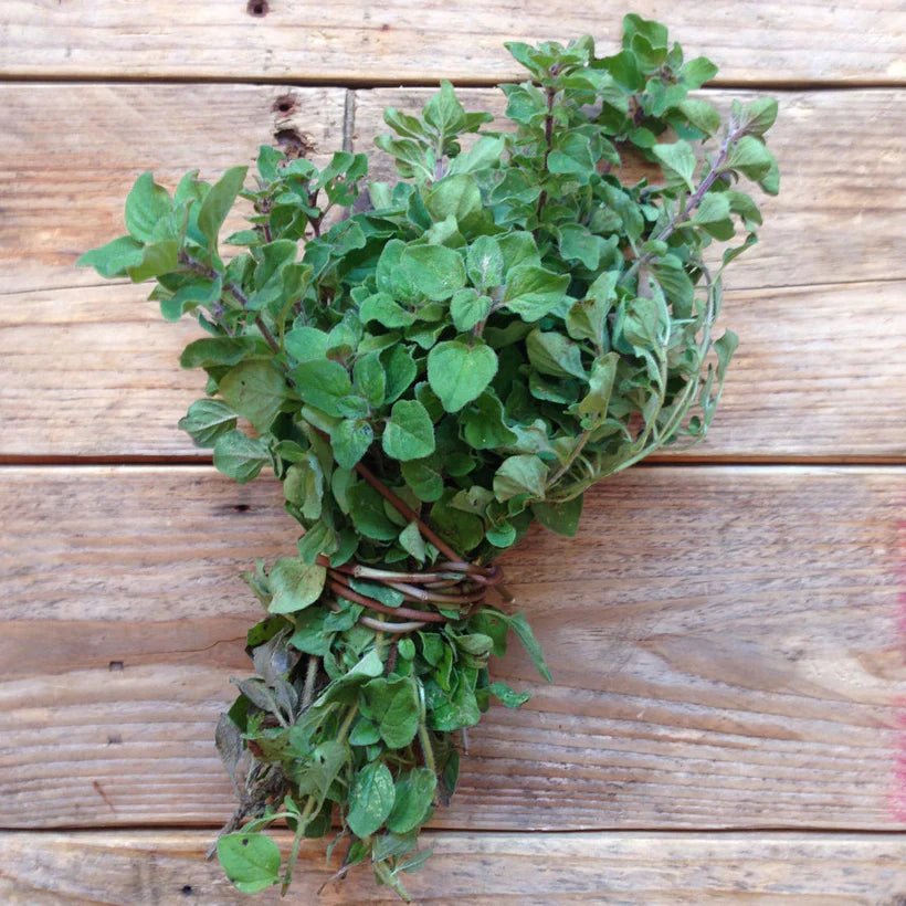 GREEK OREGANO SEEDS - OTHERLETTERS