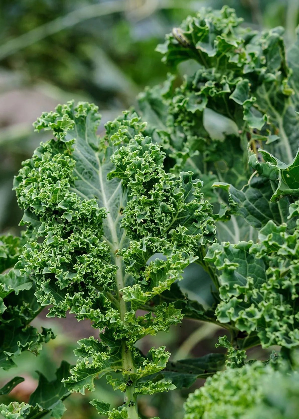 KALE GREEN CURLED DWARF | HERBOO - OTHERLETTERS