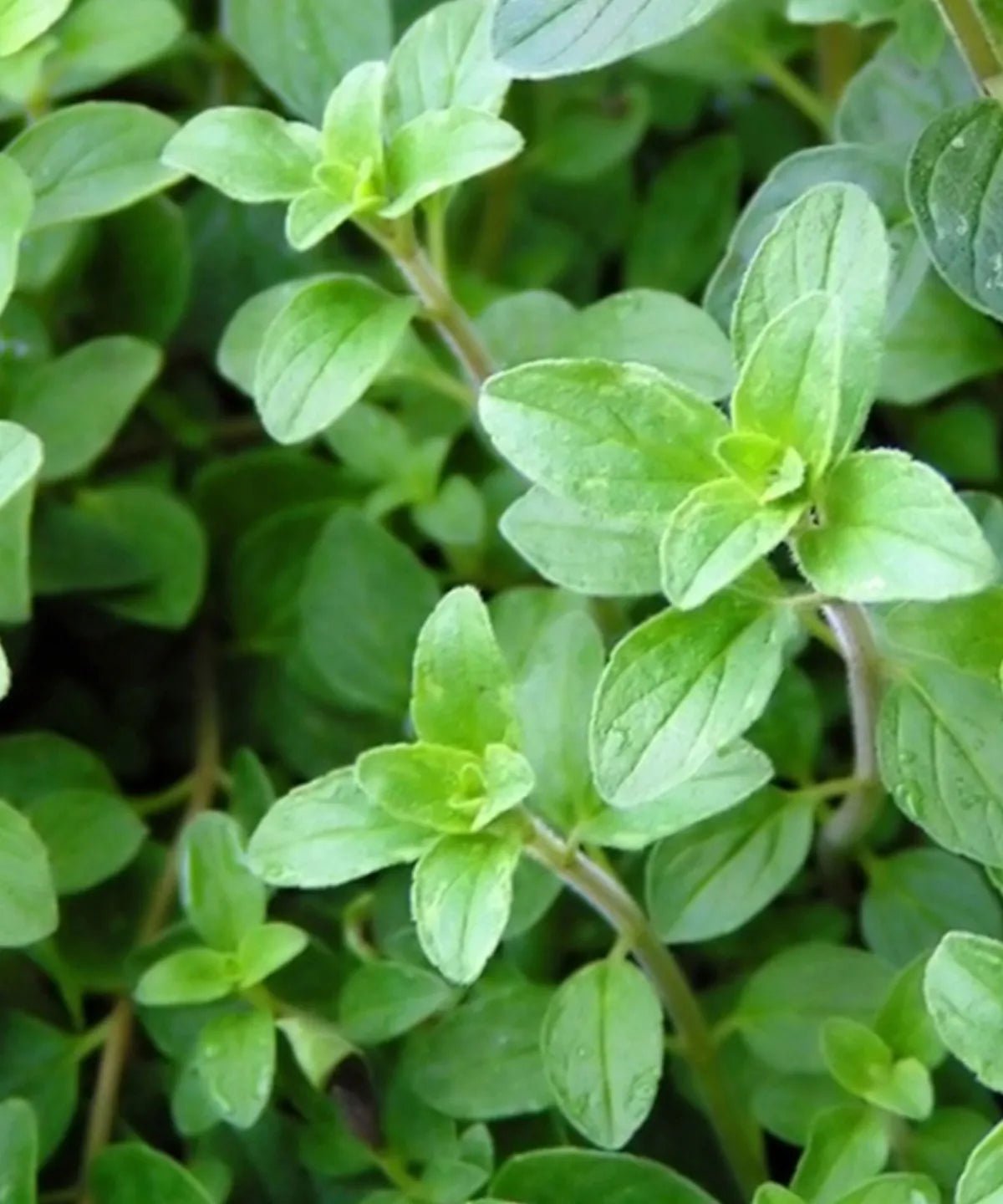 MINDFUL SEED SET | HERBOO - OTHERLETTERS