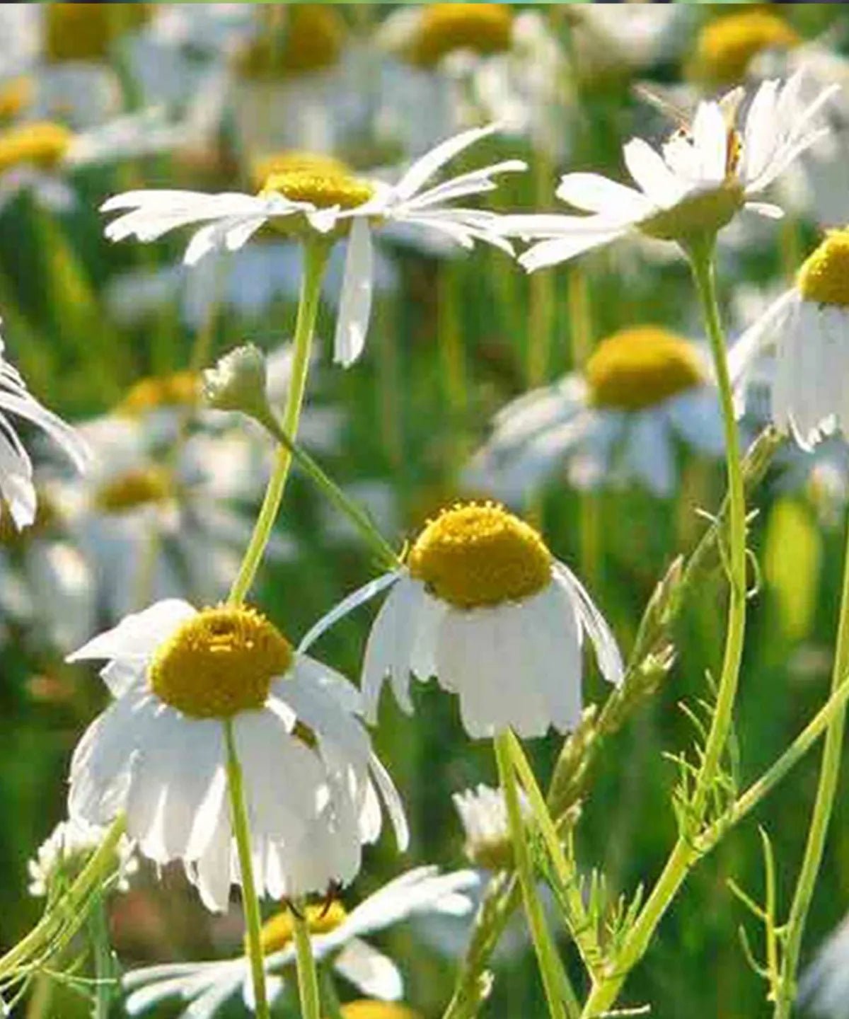 MINDFUL SEED SET | HERBOO - OTHERLETTERS