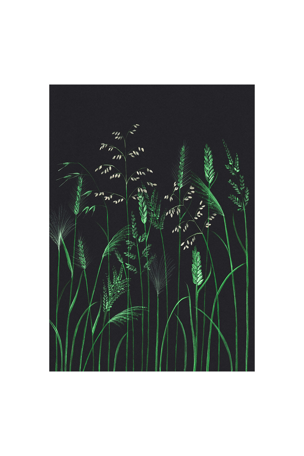 RHS CHELSEA FLOWER SHOW GRASSES | CARD BY STENGUN DRAWINGS