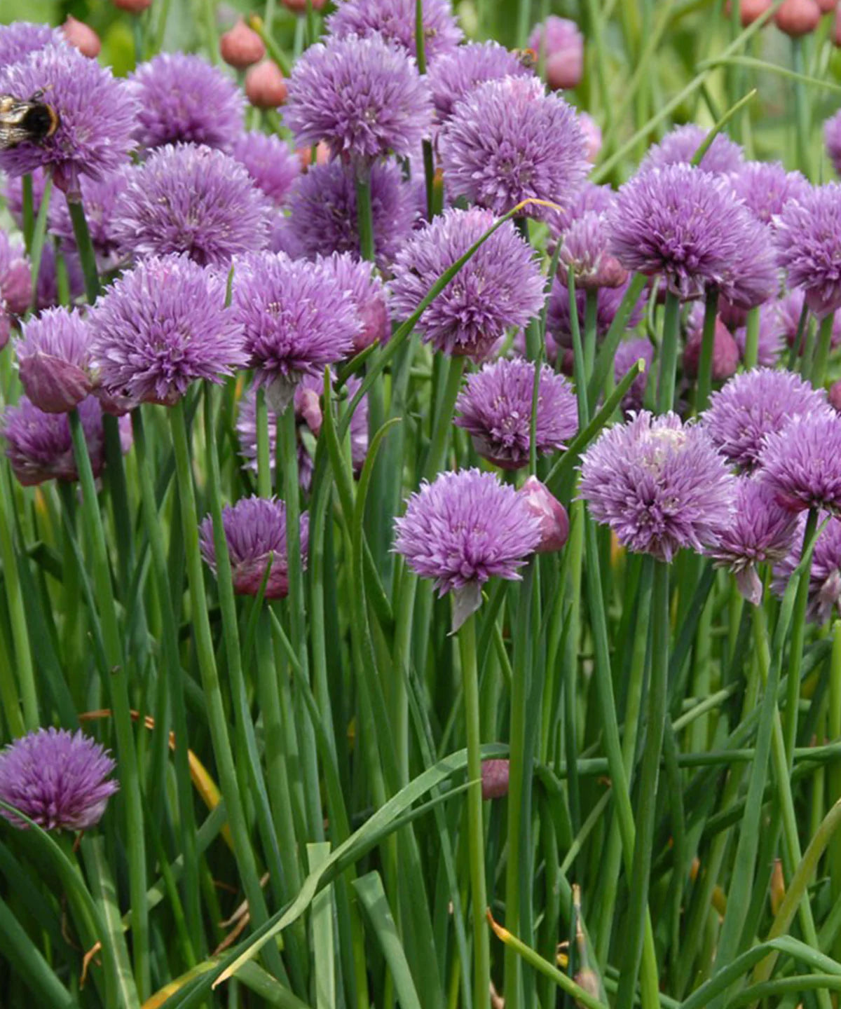 CHIVES SEEDS | HERBOO