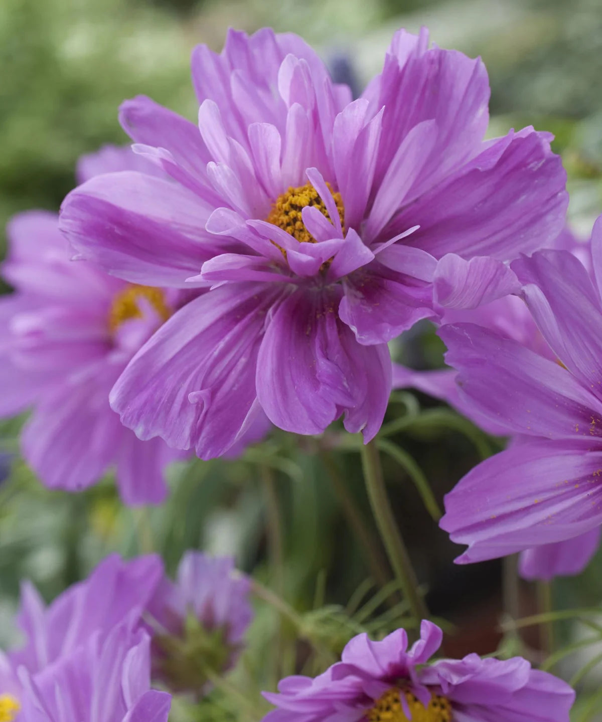 COSMOS "FIZZY PINK" SEEDS | HERBOO