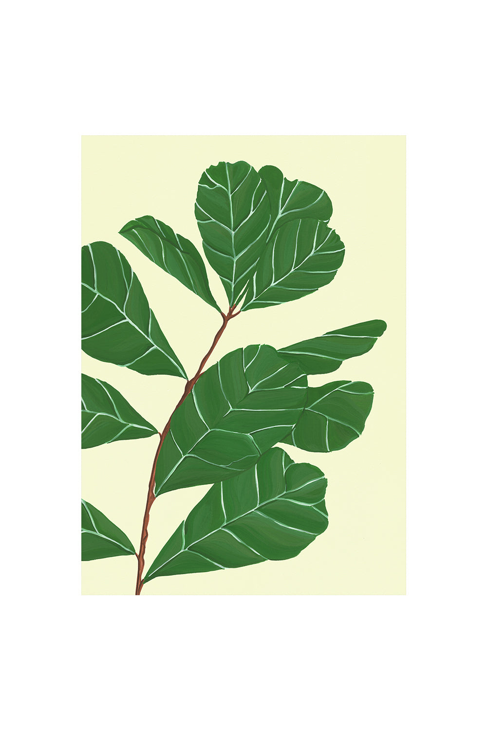 FIDDLE- LEAF FIG | CARD BY STENGUN DRAWINGS