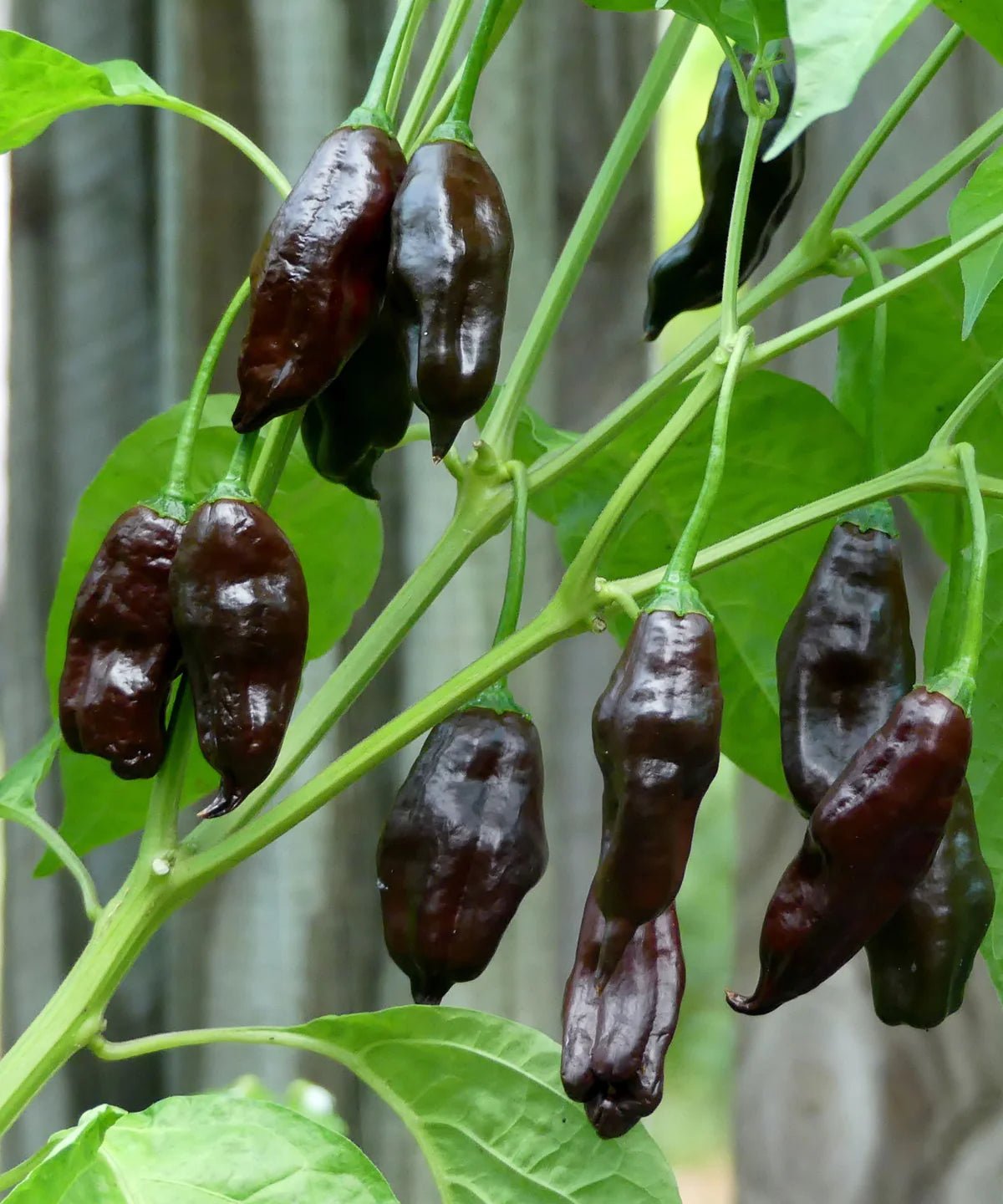 CHILLI PEPPER 'MACHU PICHU' SEEDS | HERBOO - OTHERLETTERS