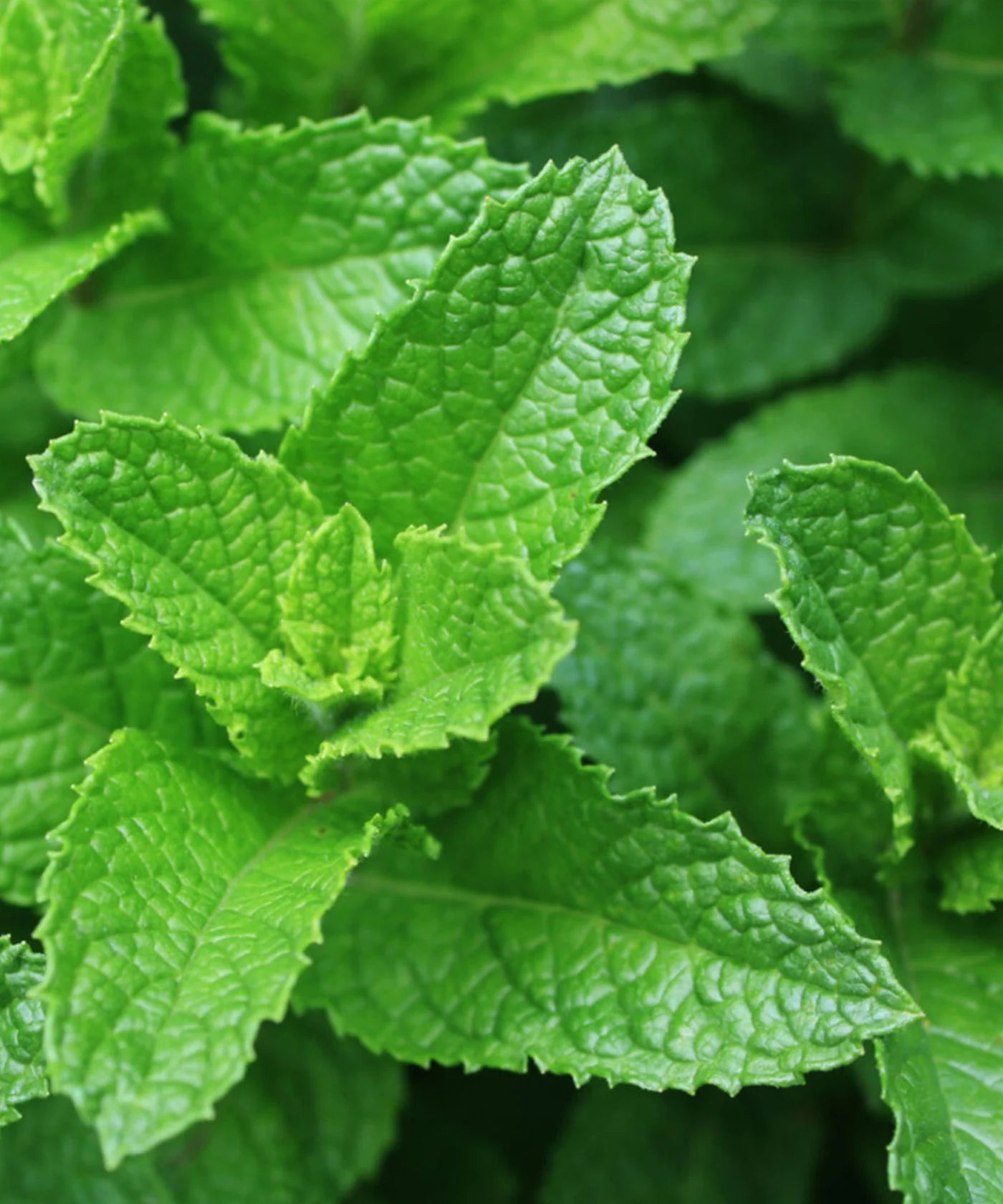 COCKTAIL SEED SET | SEEDS BY HERBOO - OTHERLETTERS