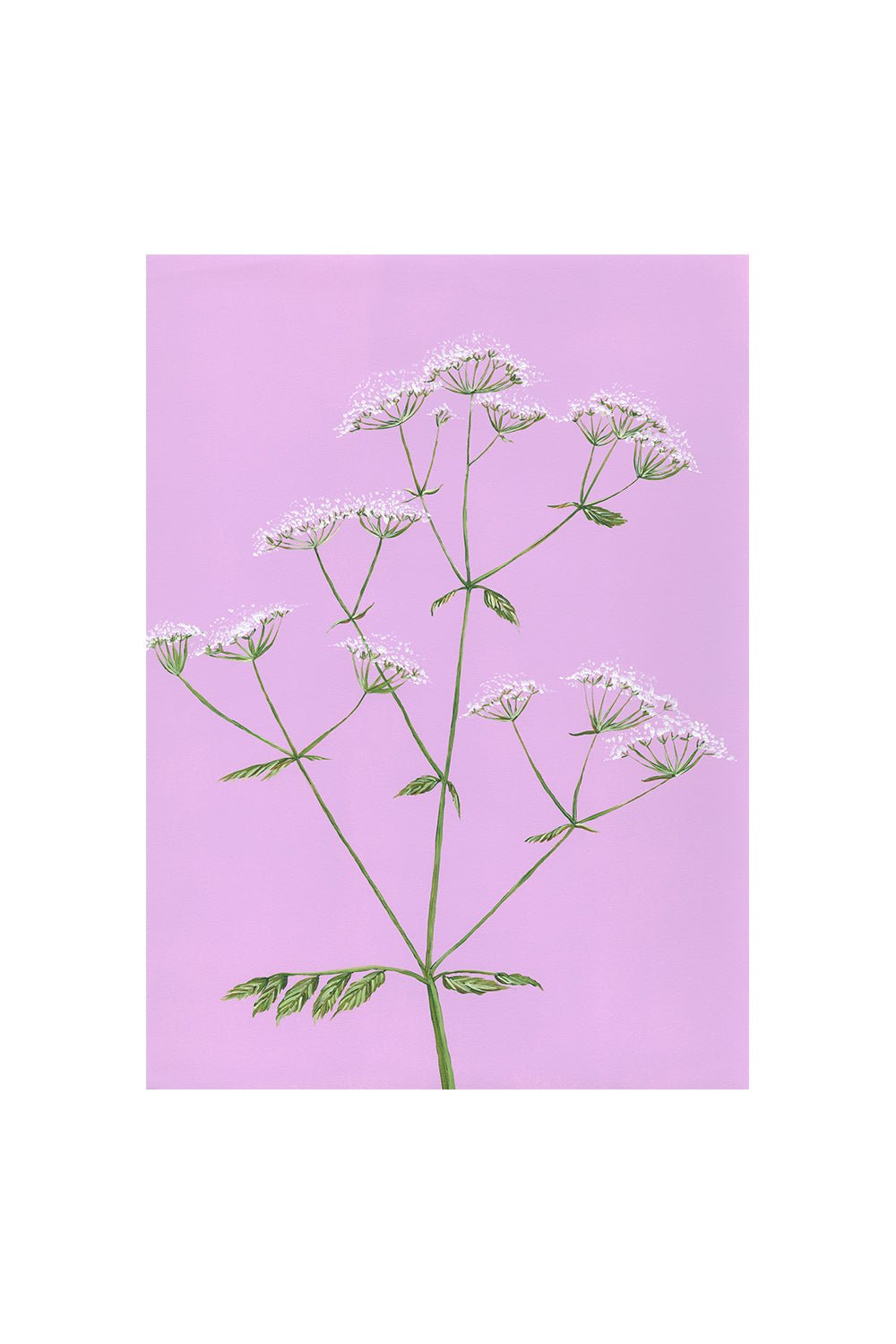 COW PARSLEY | CARD BY STENGUN DRAWINGS - OTHERLETTERS