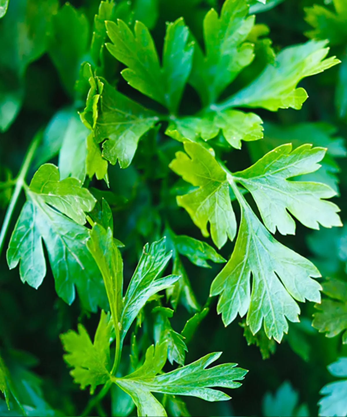 FLAT PARSLEY SEEDS | HERBOO - OTHERLETTERS
