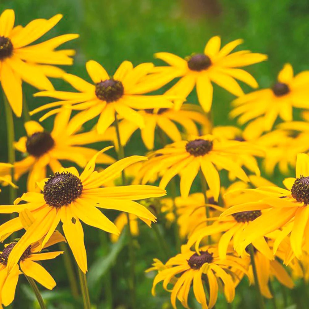 FLOWER POSY SEED SET | HERBOO - OTHERLETTERS