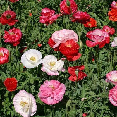 FLOWER POSY SEED SET | HERBOO - OTHERLETTERS