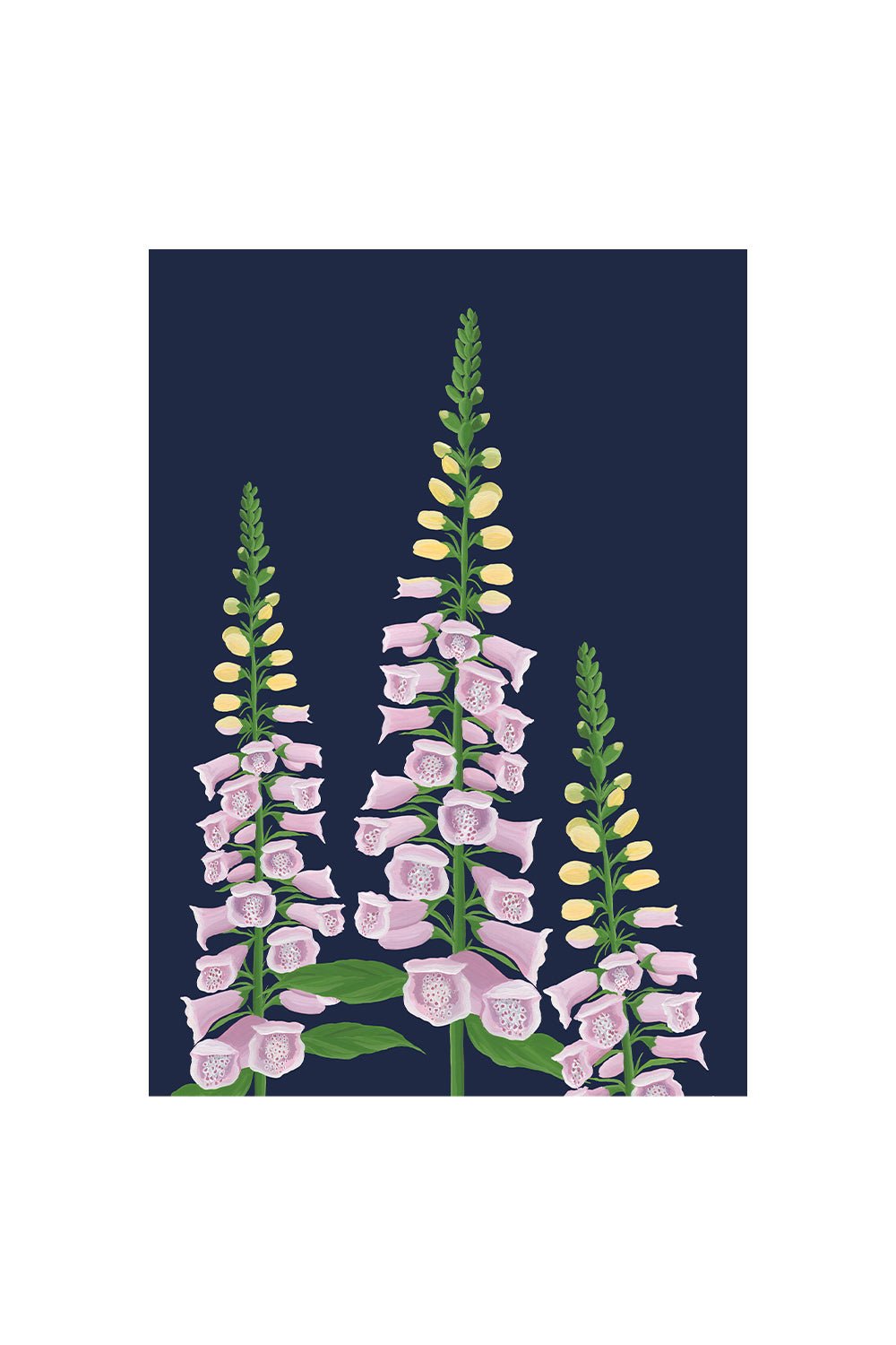 FOXGLOVE | CARD BY STENGUN DRAWINGS - OTHERLETTERS