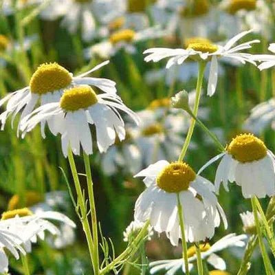 HERBAL TEA SEED SET | HERBOO - OTHERLETTERS