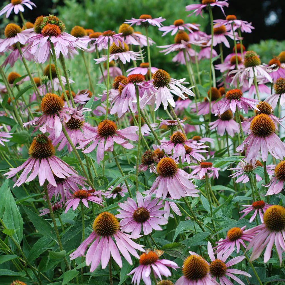 HERBAL TEA SEED SET | HERBOO - OTHERLETTERS